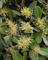 Buxus sinica