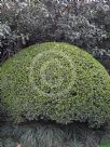 Buxus sinica