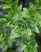 Buxus sempervirens