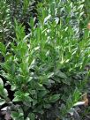 Buxus sempervirens