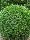 Buxus sempervirens