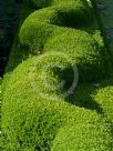 Buxus sempervirens