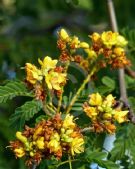 Caesalpinia ferrea