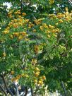 Caesalpinia ferrea