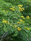 Caesalpinia ferrea