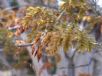 Caesalpinia ferrea