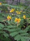 Caesalpinia pulcherrima