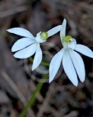 Caladenia catenata