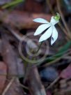 Caladenia catenata