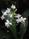 Calanthe triplicata