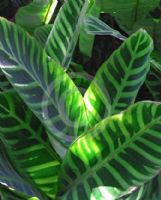 Calathea zebrina