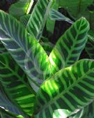 Calathea zebrina