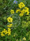 Calceolaria integrifolia