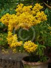 Calceolaria integrifolia