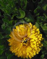 Calendula officinalis