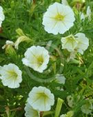 Calibrachoa hybrida