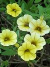 Calibrachoa hybrida