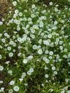 Calibrachoa hybrida