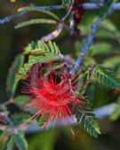 Calliandra californica