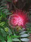 Calliandra haematocephala