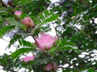 Calliandra riparia