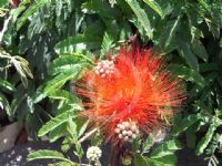 Calliandra tweedii Red Flash