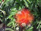 Calliandra tweedii Red Flash