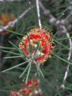 Callistemon brachyandrus