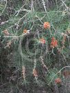 Callistemon brachyandrus