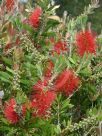 Callistemon citrinus Splendens