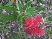 Callistemon citrinus Splendens