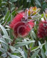 Callistemon comboynensis