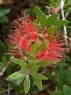 Callistemon comboynensis