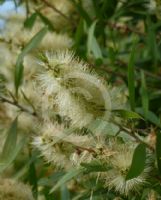 Callistemon formosus