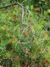 Callistemon montanus