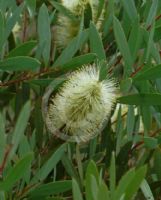 Callistemon pallidus