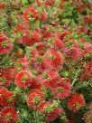 Callistemon pearsonii