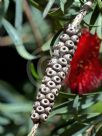 Callistemon phoeniceus