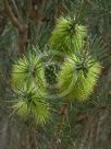 Callistemon pinifolius