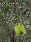 Callistemon pinifolius