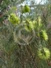 Callistemon pinifolius