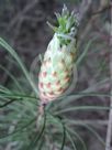 Callistemon pinifolius