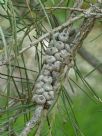 Callistemon pinifolius