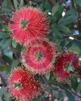 Callistemon polandii