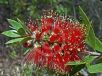 Callistemon polandii