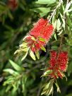 Callistemon polandii