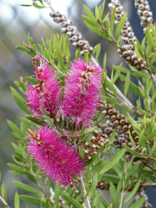 Callistemon Cameo Pink - Call. salignus hybrid - Australian Native Plant