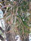 Callistemon salignus