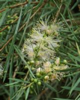 Callistemon sieberi