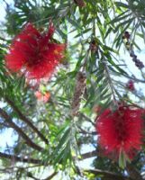 Callistemon viminalis